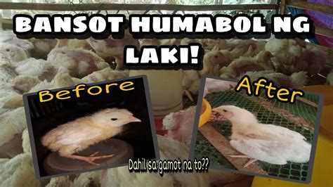 pagkain ng 45 days na sisiw|Bulacan 45Days and Broiler Chick's .